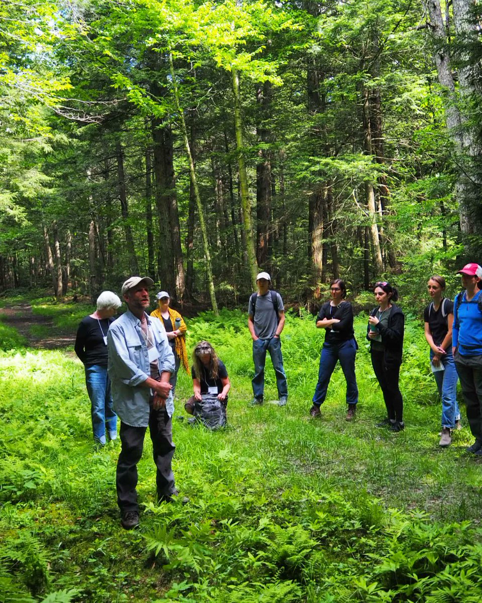 pitchaya's tweet image. Into the woods: from today's #BreadLoaf2022 nature walk with Middlebury environmental studies professor Marc Lapin. #BreadLoaf #BLWC