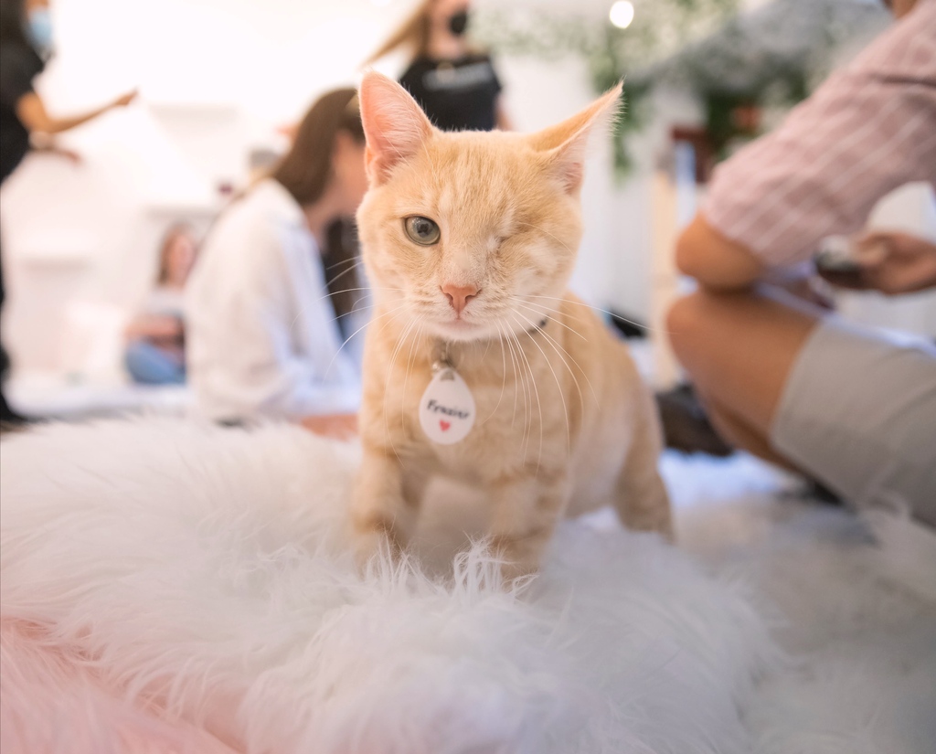We’re not sure how Frasier lost an eye, but he’s just as loving and playful as any other cat!

He showed up last week and has already made a huge impression—both on the guests and his fellow cats.

ADOPTABLE LOCATION: DC

Come say hi by using the link in our bio.