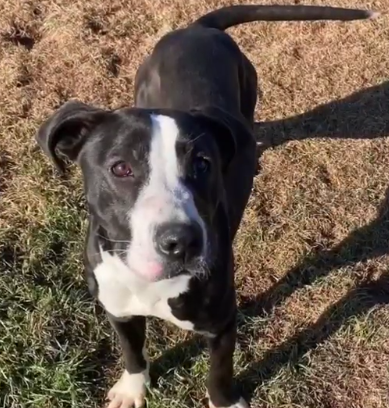 Life4pitbulls tweet media