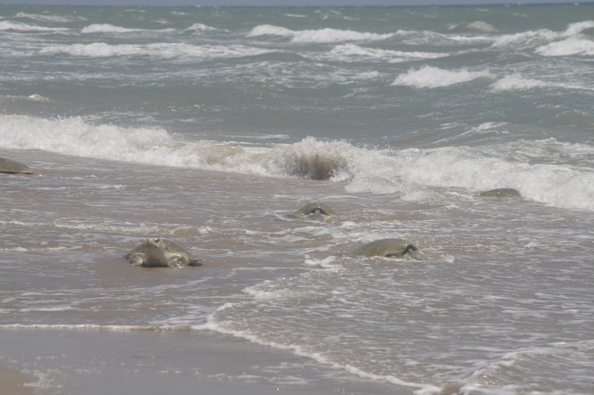 GladysPorterZoo's tweet photo. So far,  thousands of Kemp's ridley sea turtles have come up to Rancho Nuevo beach to nest. Since 1981, the Gladys Porter Zoo has administered the U.S. portion of the U.S./Mexico effort to protect this endangered sea turtle species. 

📸 by Hector Chenge 
#WorldSeaTurtleWeek https://t.co/PWmqkVfv1t