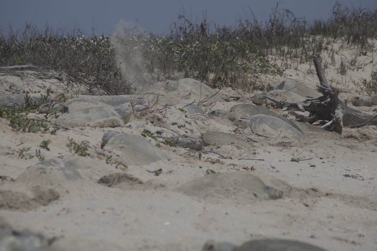 GladysPorterZoo's tweet photo. So far,  thousands of Kemp's ridley sea turtles have come up to Rancho Nuevo beach to nest. Since 1981, the Gladys Porter Zoo has administered the U.S. portion of the U.S./Mexico effort to protect this endangered sea turtle species. 

📸 by Hector Chenge 
#WorldSeaTurtleWeek https://t.co/PWmqkVfv1t