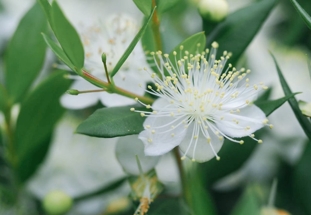 花凛𓂃 𓈒𓏸 22年6月15日 花写真 ギンバイカ 花言葉 愛のささやき Tlを花でいっぱいにしよう T Co Pvrscqe5pr Twitter