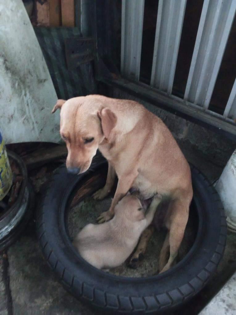 apoyocanino's tweet photo. #casodeterceros 
Hola a todos quería saber si podían ayudarnos a conseguir a una perrita y su cachorrita, se perdieron por caricuao hacía la uv9. La perrita tiene aproximadamente 20 días de nacida
Contacto 04241856288 
Estamos muy preocupados
Ya la cachorra tenía hogar😩 https://t.co/RwP09a9zYf