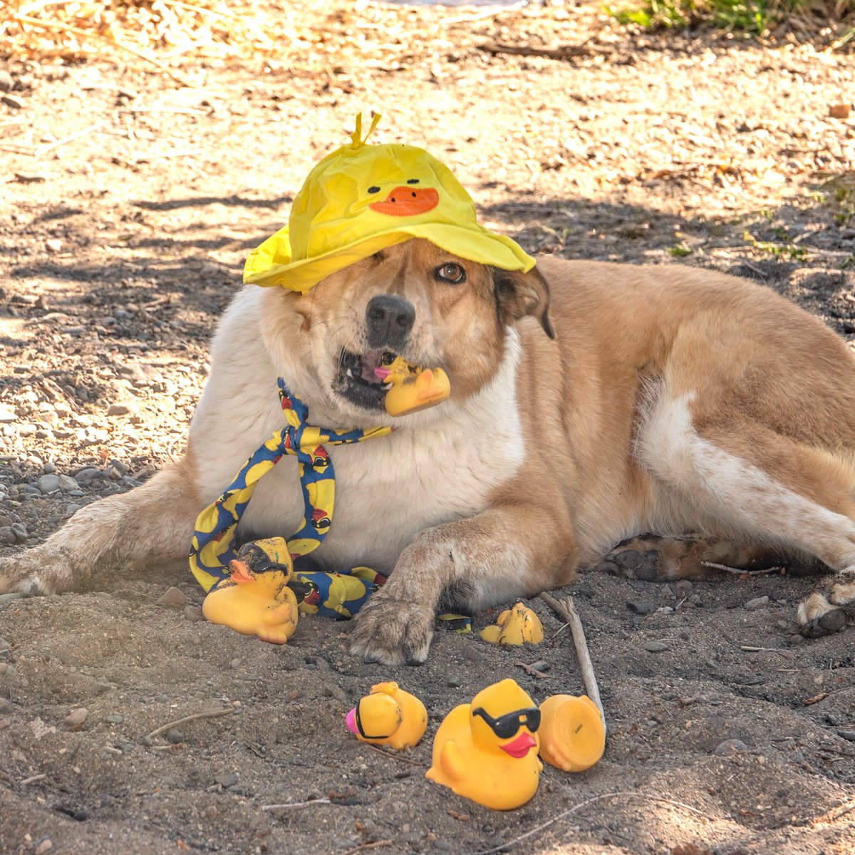 NVHumaneSociety's tweet photo. Rosie wants to know if you've purchased your ducks yet! Rosie is our official Duck Race mascot and she wants to help her shelter pet friends by selling as many ducks as possible this year. 🐥 

To buy your ducks today, visit our Duck Race website today: https://t.co/l6kfLmiqMo https://t.co/BxqF41Trxl