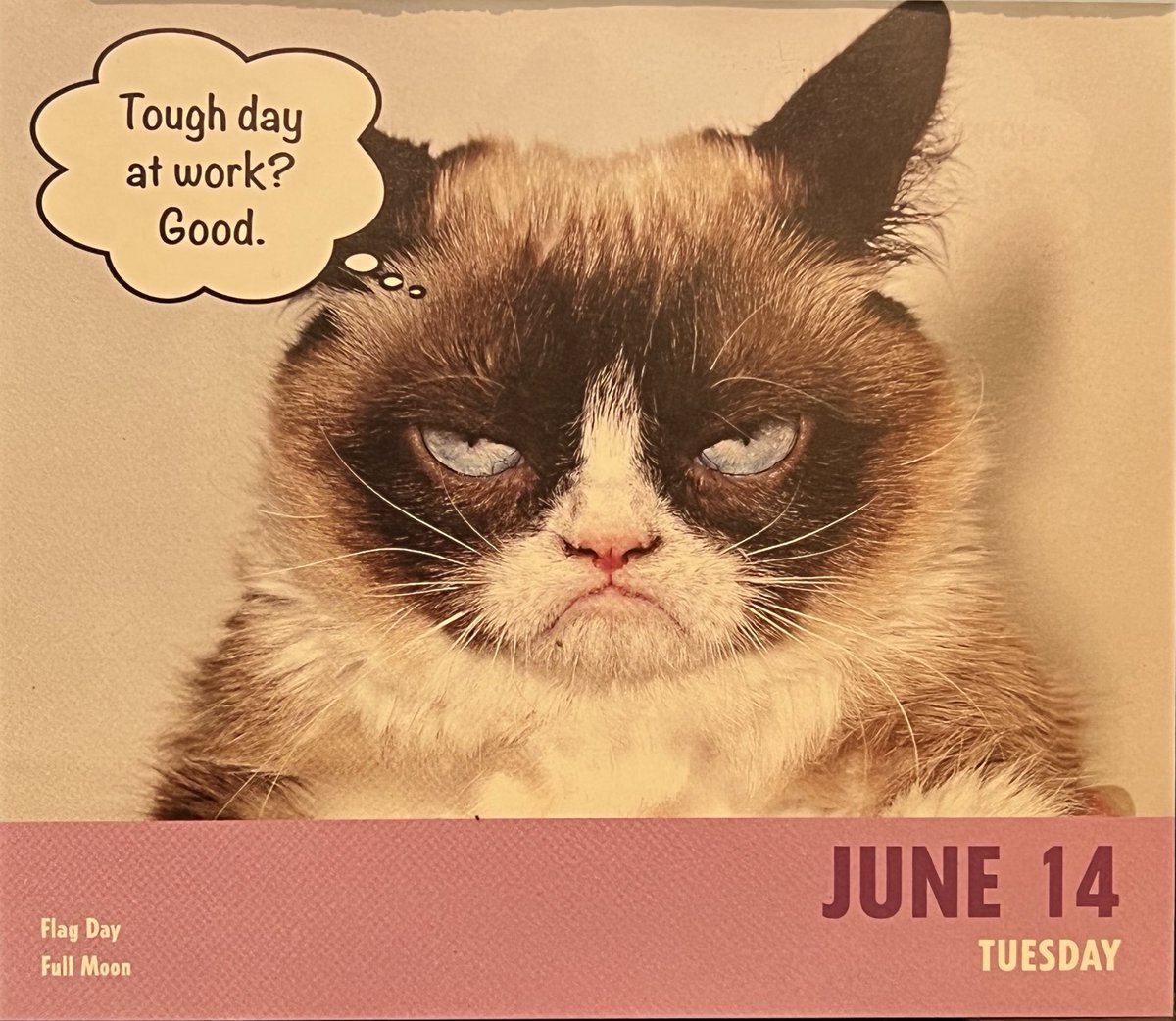 ToreeMcGee's tweet photo. It’s a full moon and he’s rooting against you. #grumpycat #dailygrump https://t.co/v2tnCtzOeb