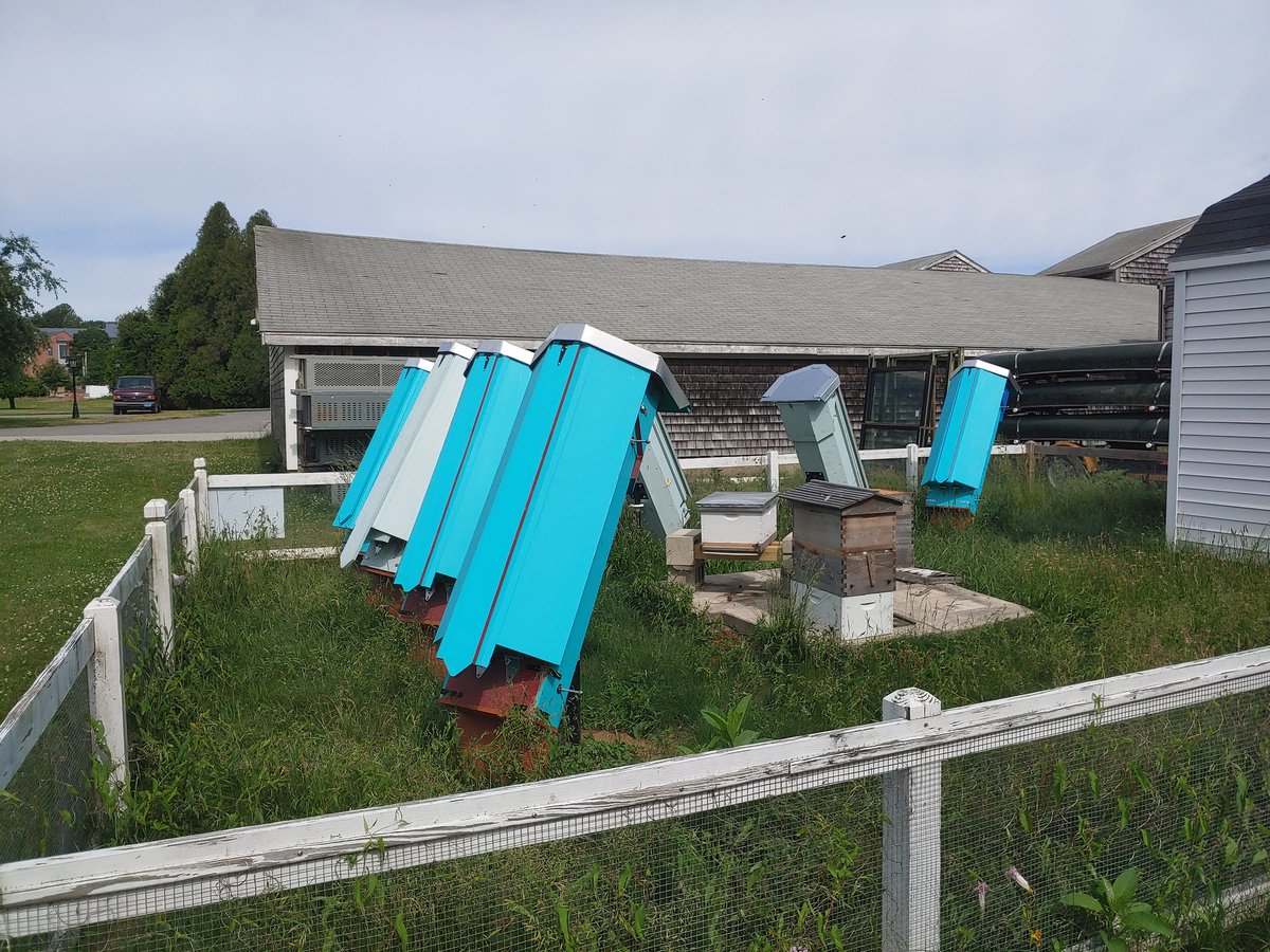 We have 7 hives set up at Bristol Aggie in Massachusetts for the students to research and learn from. We just went through all of them with no smoke needed. Healthy, calm, and quiet.