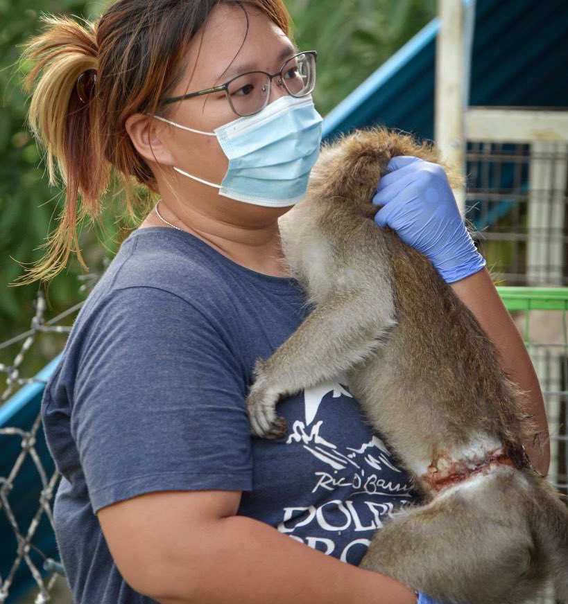 femkedenhaas's tweet image. Rescued long taled macaque with chain embedded inside his 𝕥𝕙𝕚𝕘𝕙 #primatesarenotpets #macacafascicularis