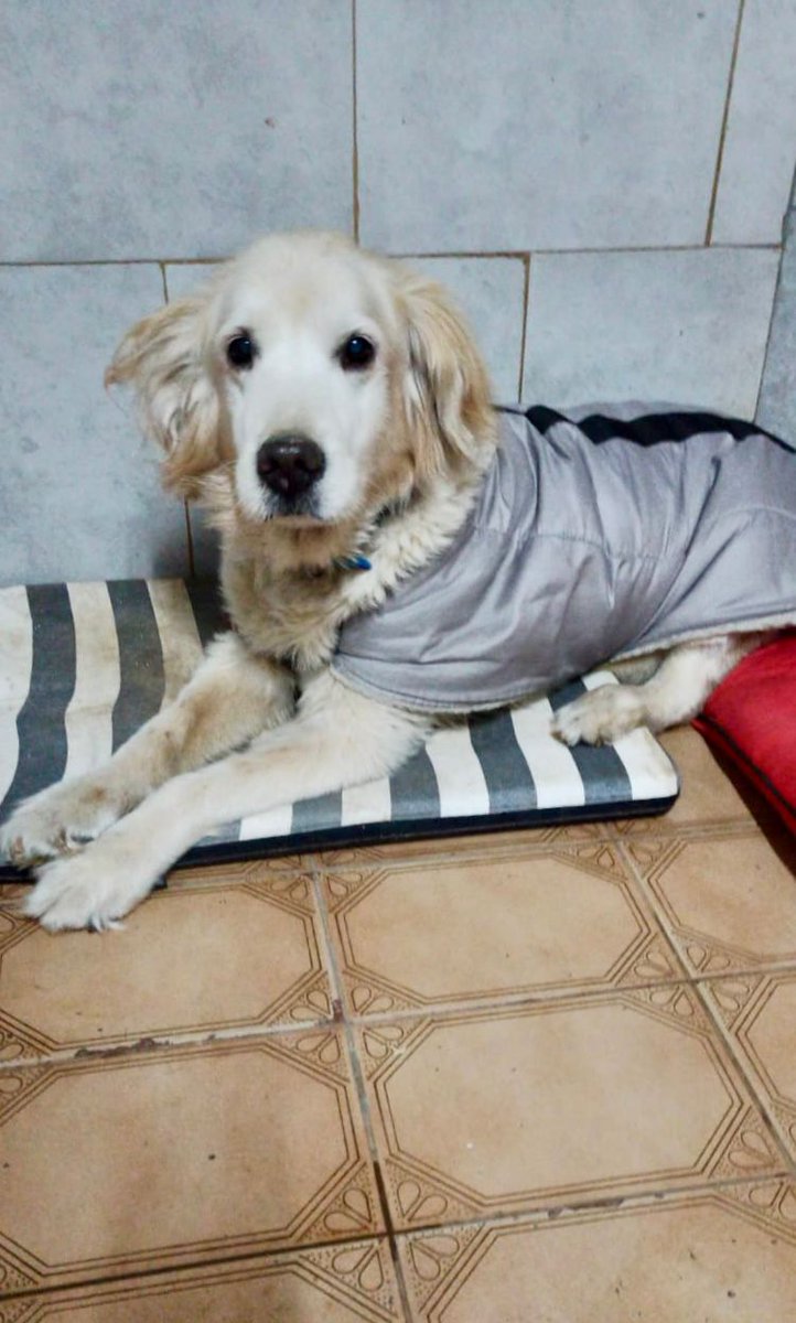 elcampito's tweet photo. NUEVO INGRESO 
POSIBLE PERRITA PERDIDA 🚨🚨🚨
Tamy llegó al Refugio gracias a una persona que se involucró y la rescató.

Creemos que Tamy está perdida así que manada les pedimos POR FAVOR que compartan esta publicación.

Ojalá encontremos a su familia! 🙏🏻 https://t.co/81s6ZXU7Dy