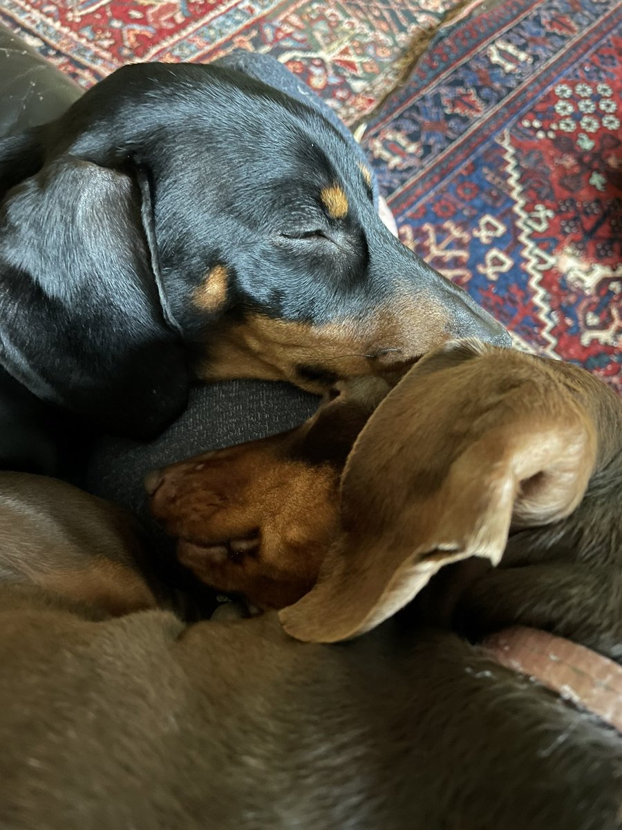 janiekibble's tweet photo. Sadie, Bertie and I were so sorry to hear of Murrayโs passing. @mkitteringham A founding member of #sausagedogsofdoe and great principal. https://t.co/eI5ZH6uOko
