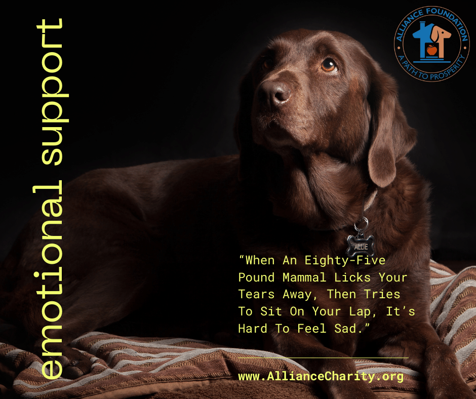 Alliance_501c3's tweet image. Visit our website for the latest blog.
alliancecharity.org/blog/emotional…

#AllianceFoundationCharity