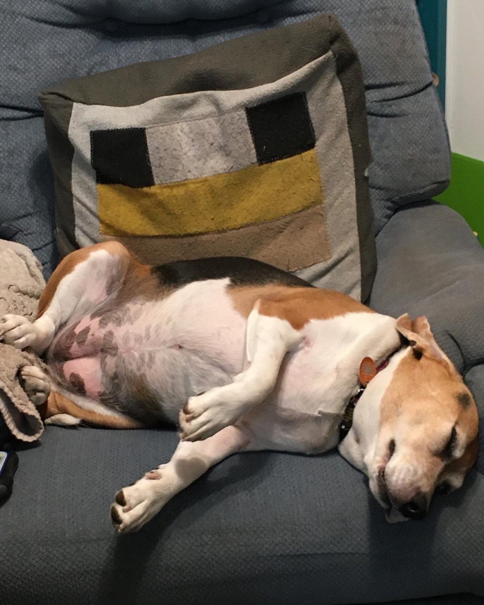 CaldecZoo's tweet photo. When the nap is good
#beagle #nap https://t.co/yFv9yKiM9y