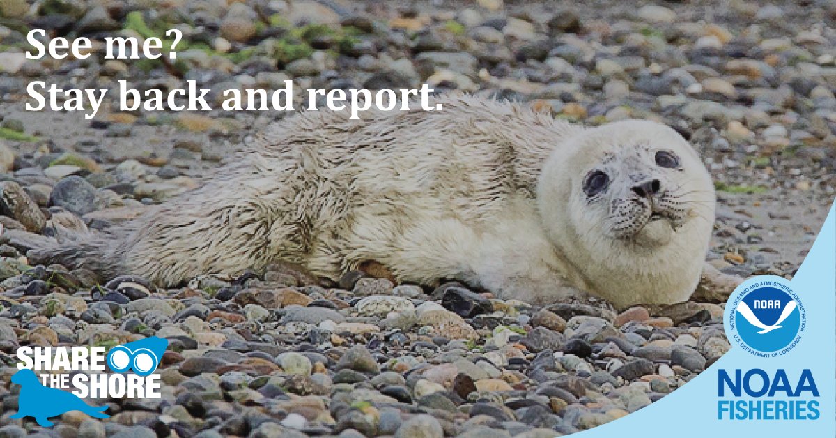 NOAAFish_WCRO's tweet photo. The best thing you can do is allow the mother to return so she can provide care. If the pup is being nursed by its mother she is unlikely to come on shore if people or other disturbances are close by. https://t.co/6WqikOeabT  
#SharetheShore #KeepWildWild https://t.co/Au0AKWF89c