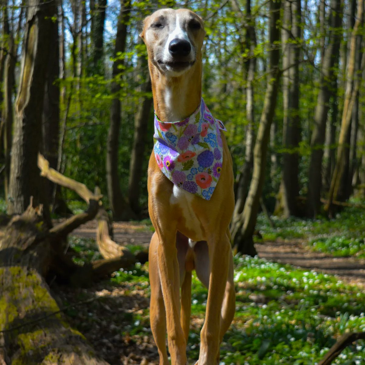 Zero The Whippet tweet media