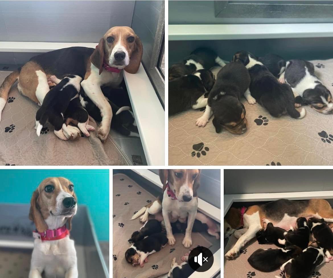 Friends of Loudoun County Animals (@FLCAS2018) / Twitter Friends of Loudoun County Animals (@FLCAS2018) / Twitter