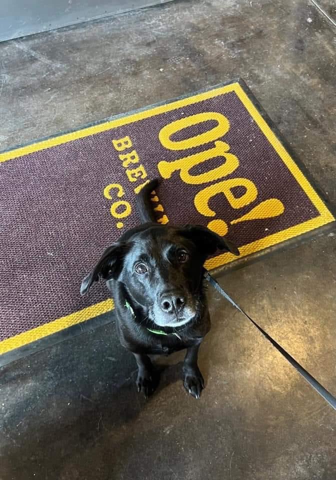We're expanding our hours starting tomorrow! 

Wednesday &amp; Thursday: 4-10pm
Friday &amp; Saturday: 12-11pm
Sunday: 12-7pm

🐶We're super dog friendly
🚚We have food trucks but you can bring your own food if you'd like!
🏃We have packaged beer &amp; crowlers to-go