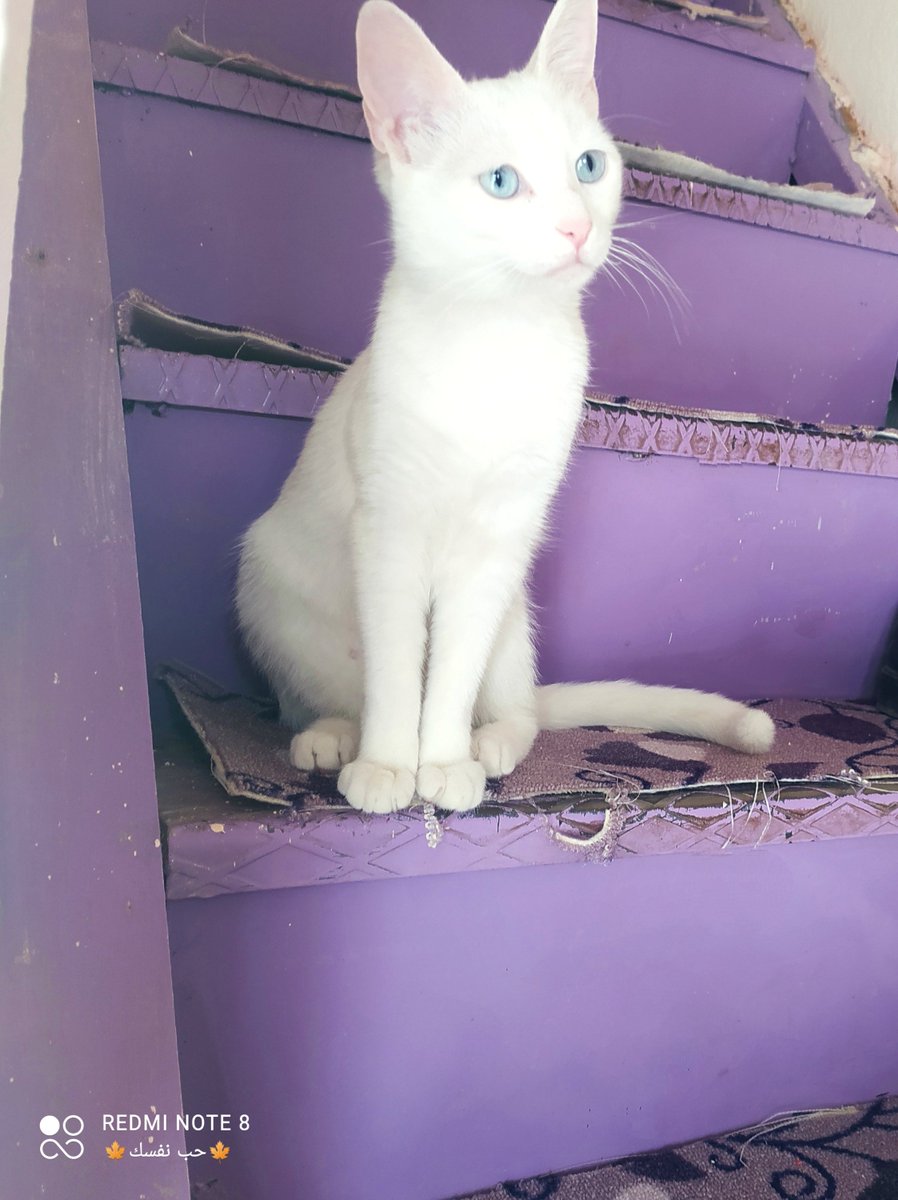 Boncuk_masal's tweet photo. Çok özledim annem😔
#CatsOnTwitter #Like #withGalaxy #Trending #Agenda2030 #takip https://t.co/zOs3NxEAHR