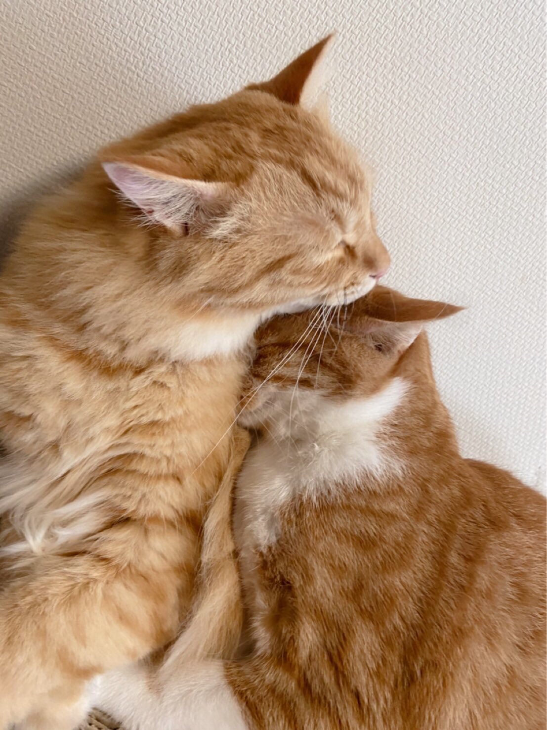 猫吸い曜日 Twitter Search Twitter