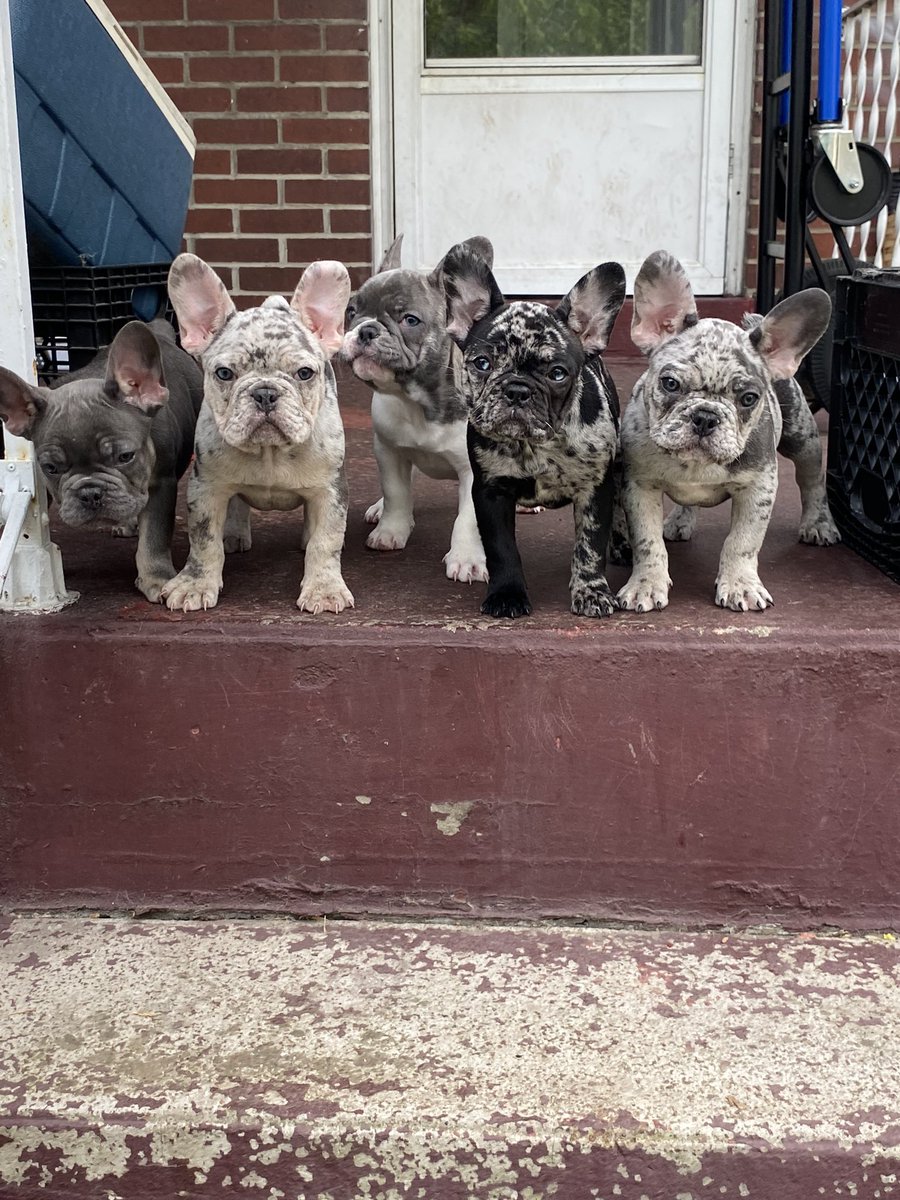 Big_Bop_'s tweet photo. We @ Bop Kennels got structure and color for you #MerelFrenchie  #akcregistered #dnatested #rarecolor #pittsburghfrenchies #BopKennels #BreedingOutstandingPuppies https://t.co/aAJ4PfWPLi