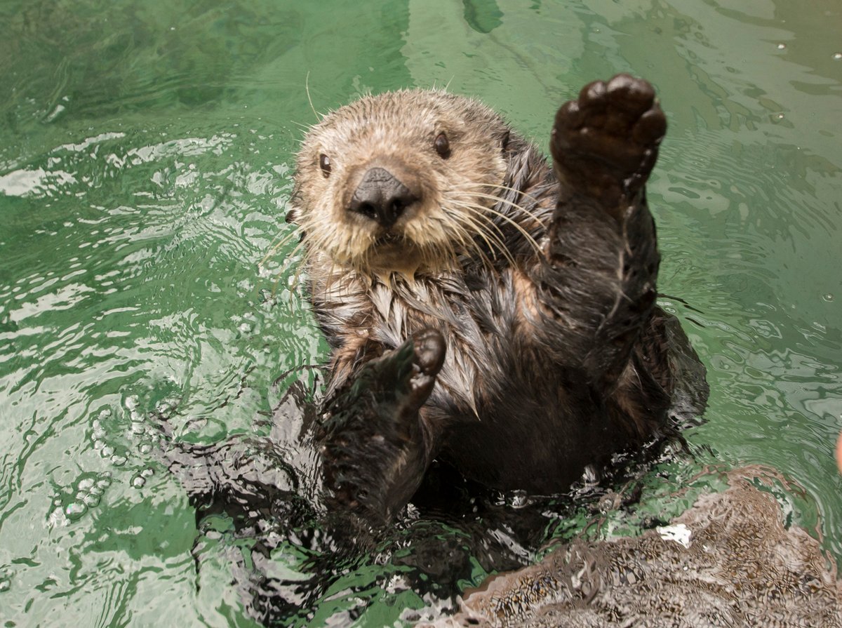 Furry high fives and thank you to @repblumenauer, @RepBonamici, @RepSchrader and @RepPeterDeFazio for voting yes on the Recovering America’s Wildlife Act, which passed out of the House today! #RecoverWildlife