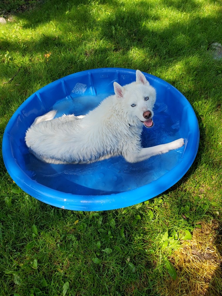 BISH0P_Tweets's tweet photo. I worked extra hard last night, so I decided to relax in the pool today.  It is sunny and warm in Wisconsin.  Might not get another chance again this year!  ;) https://t.co/kxjYPgTmkv