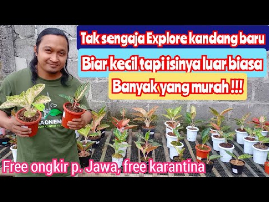 ayopos_com's tweet photo. [Ayopos-Viral]-locate kandang aglonema baru, biar kecil tp isinya luar biasa| sangat banyak child koleksi sangat banyak yg murah| https://t.co/4c2g8gMjVi #Video #ayoposvirallocate #aglaonema #aglonema #aglonemakoleksian https://t.co/AgNX24dqxN