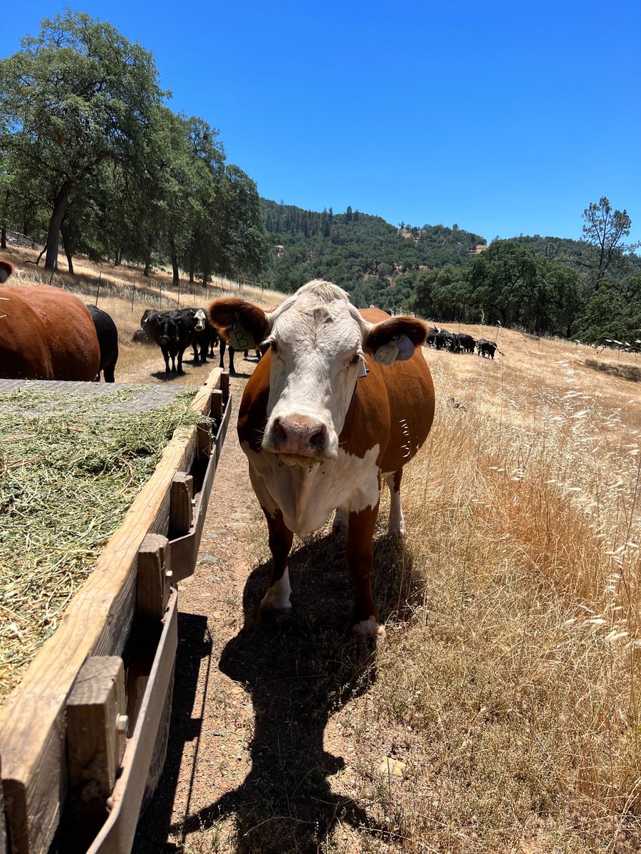 animalmindsUCD's tweet photo. AND that's a wrap on behavior tests and collaring for 2022! Now the hard work is up to the GPS units. The gals moved up to their summer pasture today, but one of the behavior tests should've been who follows the feed truck and who makes trouble lol 🐂 #AnimalBehavior #BeefCows https://t.co/UxfmgmqmHI