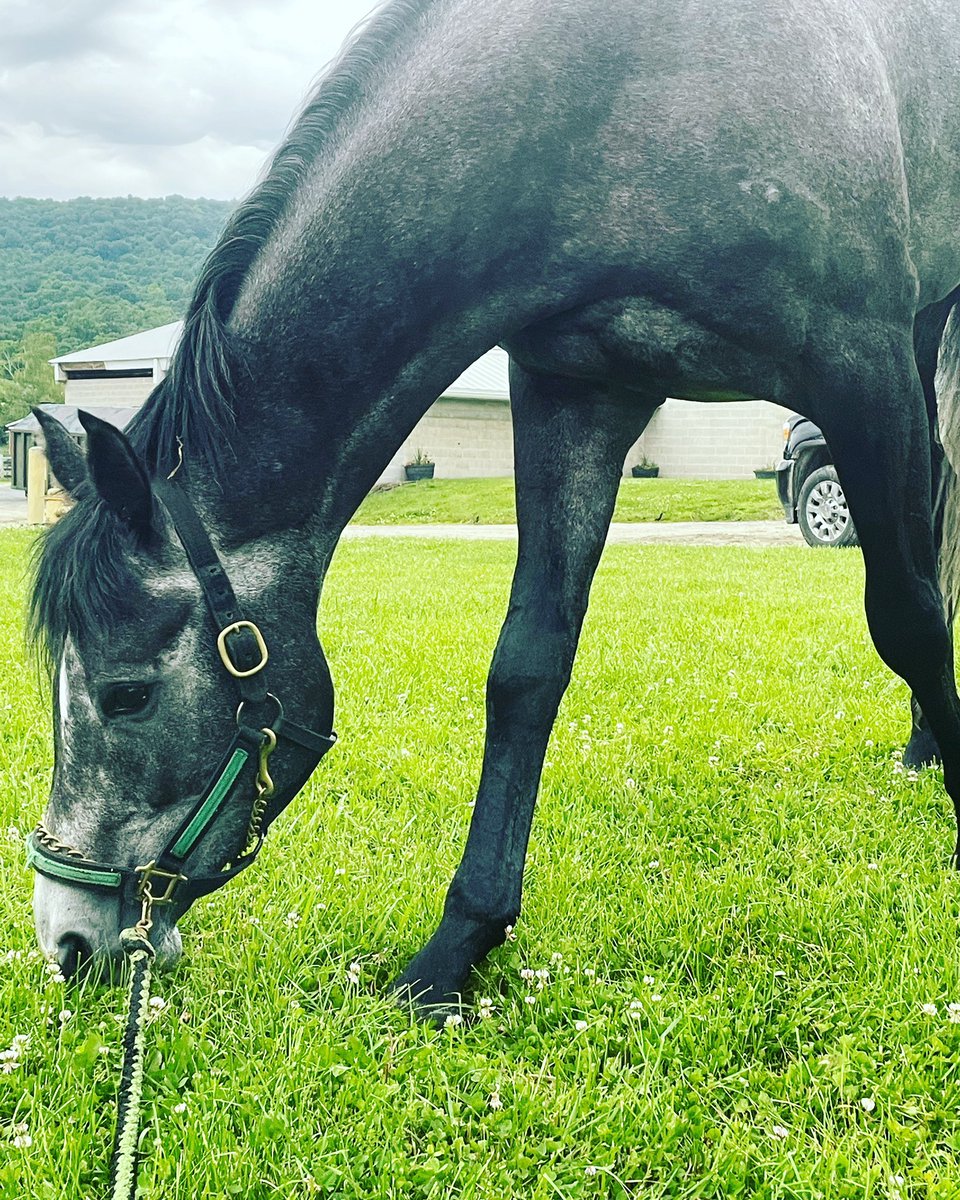 CCBRacingStable's tweet photo. #HorseRacing #Pennsylvania #hollywoodcasino #athlete #pennnational https://t.co/OtXwvvJHlV