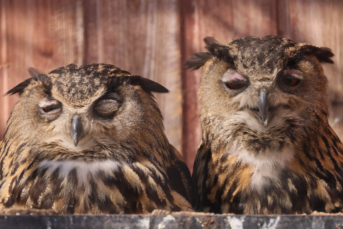 RKKwiatek's tweet photo. Gdansk,Poland #sowy #animal #dwiesowy #owls https://t.co/WYFofOiC2v