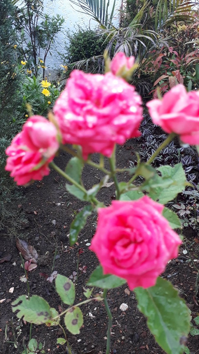 Swane47688833's tweet photo. Happy humpday everyone๐๐๐
Good morningโโโ
#RoseWednesday #flowerphotography
#photography #anthophile #floraphile
#flowersbeauty #RosesCollection
#Raindrops https://t.co/ycb0tck4uv