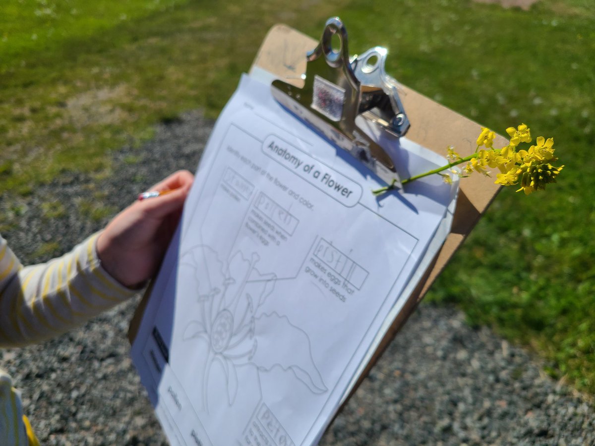 JenniferODrisc9's tweet photo. Third graders at @BAcacemy took class outside last week to explore the anatomy of a flower 🌼"Look!! I found pollen!!" 😄 @CBVRCE_NS https://t.co/GQC2DGoG8k