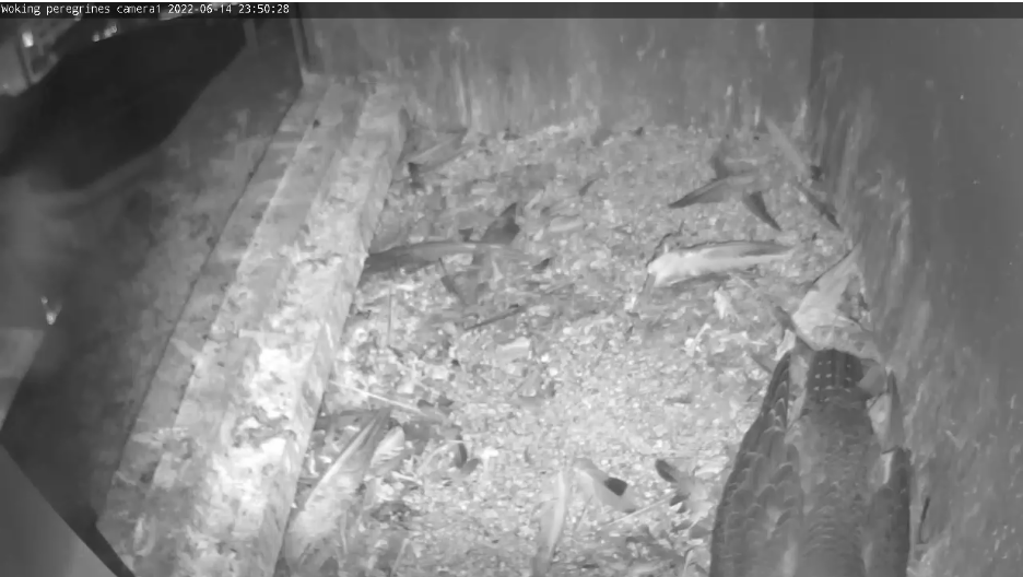 gordonjwallace's tweet photo. The first night the youngsters haven't slept in the nest huddled together.  @wokingperegrine https://t.co/5LQm15RbT3