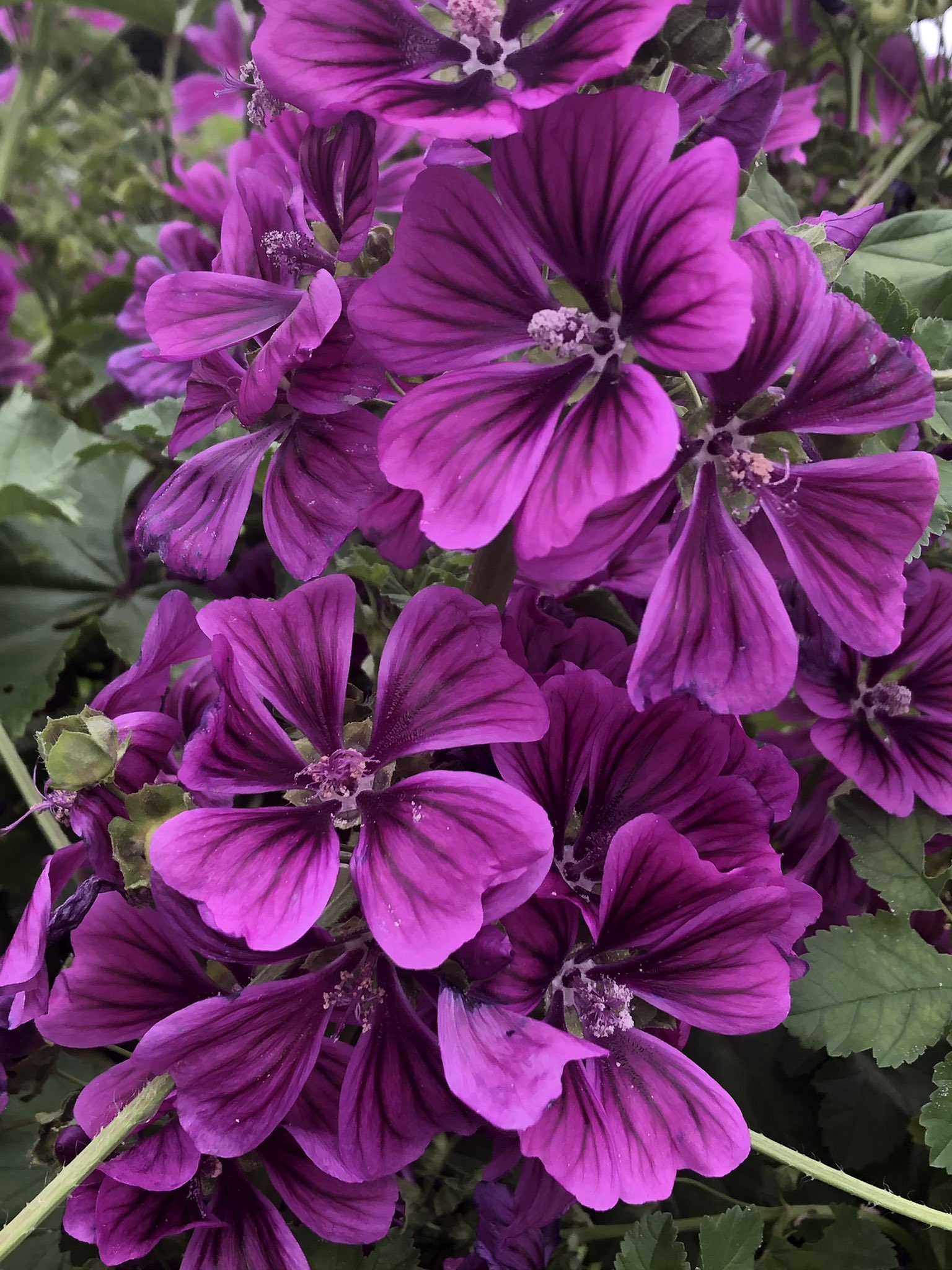 コモンマロウ Twitter Search Twitter