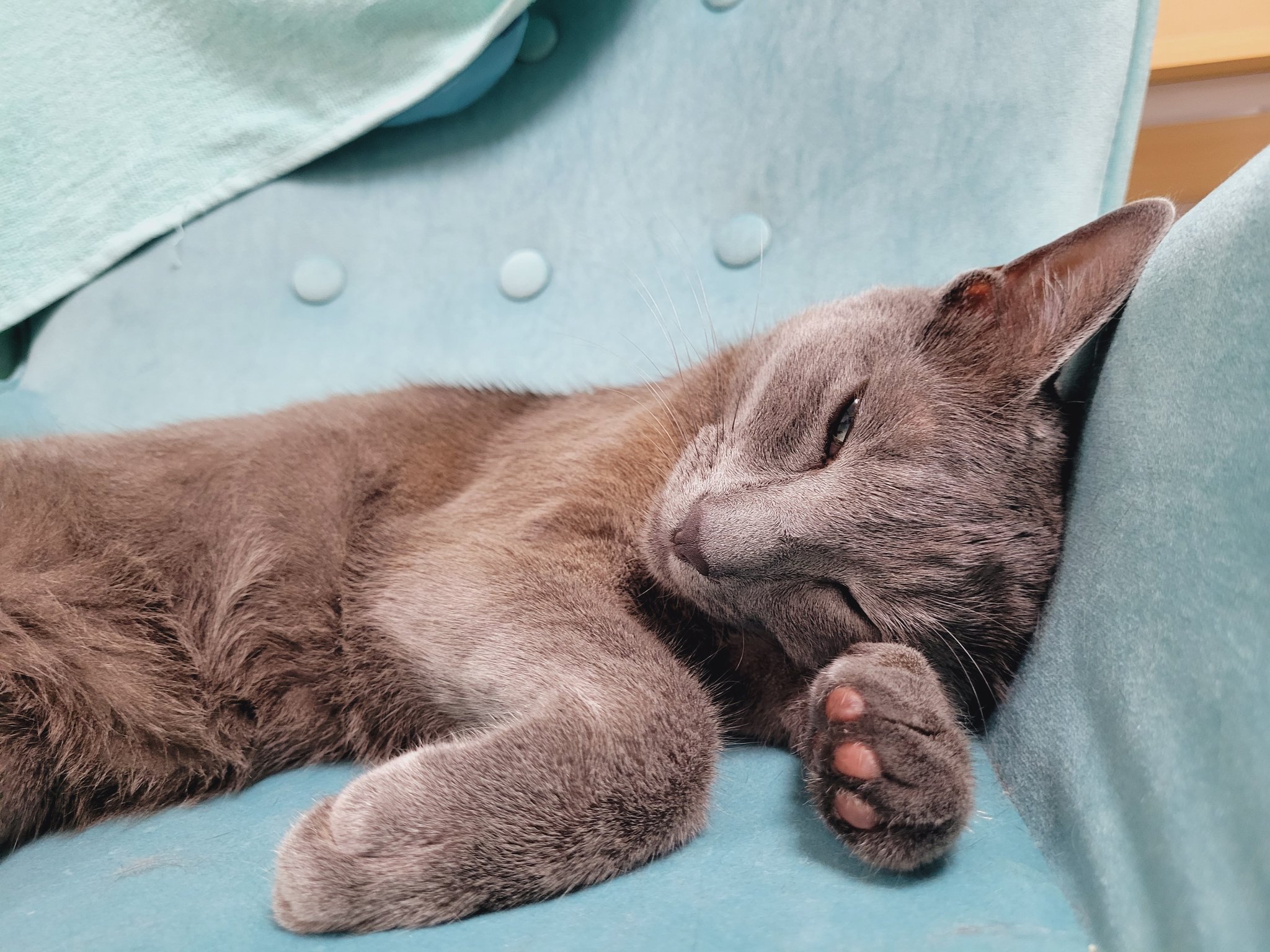 تويتر ティティ على تويتر うとうと Titikawaii ロシアンブルー 猫のいる暮らし 猫 T Co Ilu5hwvkvz