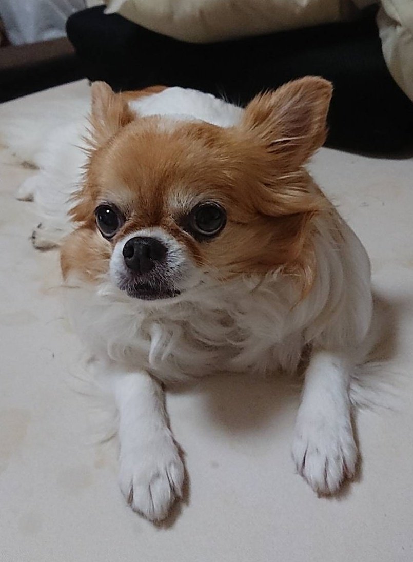 パテラ Twitter Search Twitter パテラ Twitter Search Twitter