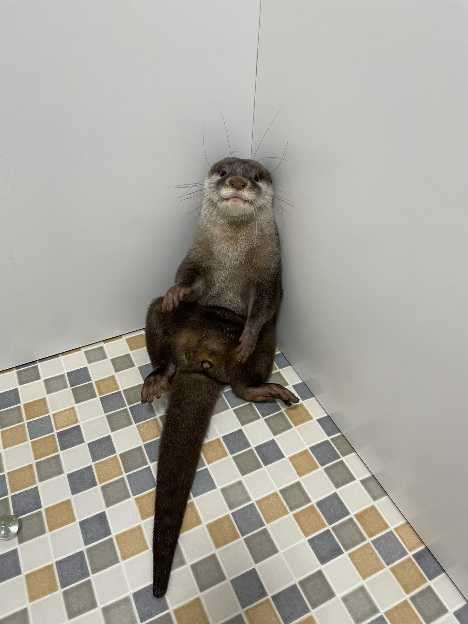 Ikema Rt Kotsumate ドヤ顔あめちゃん 人間のような座り方です コツメイト コツメカワウソ カワウソ かわうそ T Co Doam27i4fu Twitter