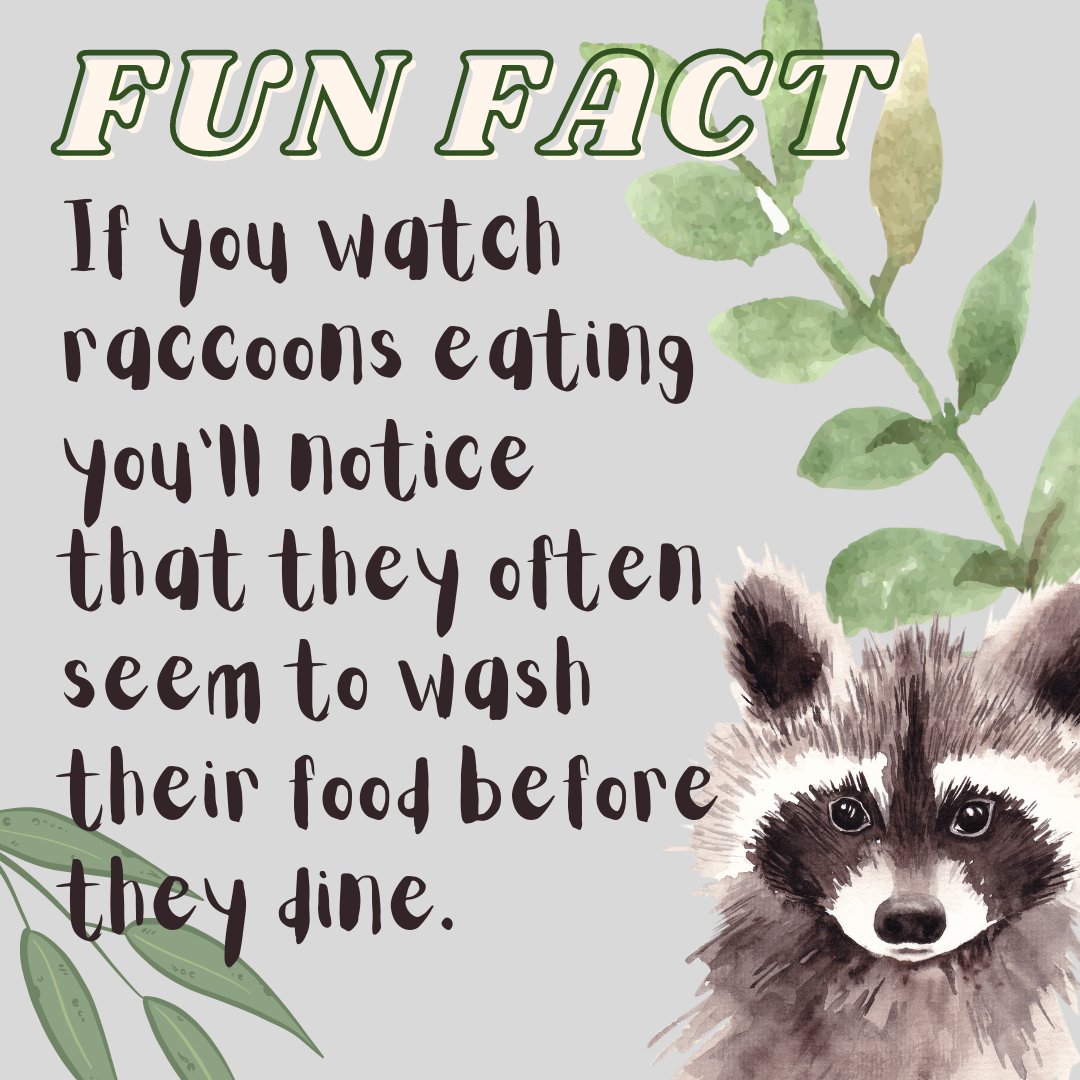 Procyon lotor is the Latin name for the raccoon — lotor means “the washerman.”

Follow + RT for more!
#NFTdrops #NFTartist #NFTCommunity #NFTProject #NFTartwork #NFTCollection #NFTs #NFTdrop #NFTGiveaway #NFTartist