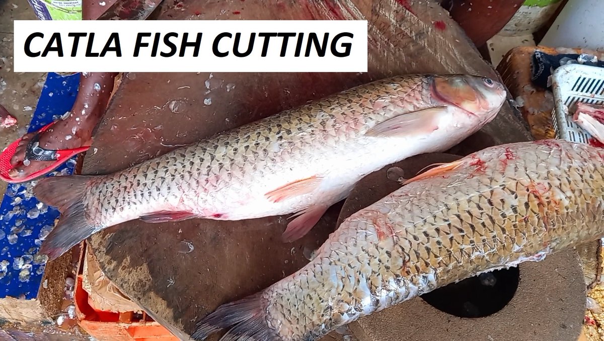 PaulK33039356's tweet photo. Catla Fish Cutting Skills / Fish cutting and cleaning in Chennai Fish Market #fish #fishing #fishcutting #fishfillet #fishcleaning #fishchopping #fishingislife #fishinglife #fishinglovers #FishingGirls
https://t.co/kn117qajQK
Also visit us at https://t.co/LT7N1XLAwl https://t.co/IFShmdopNo