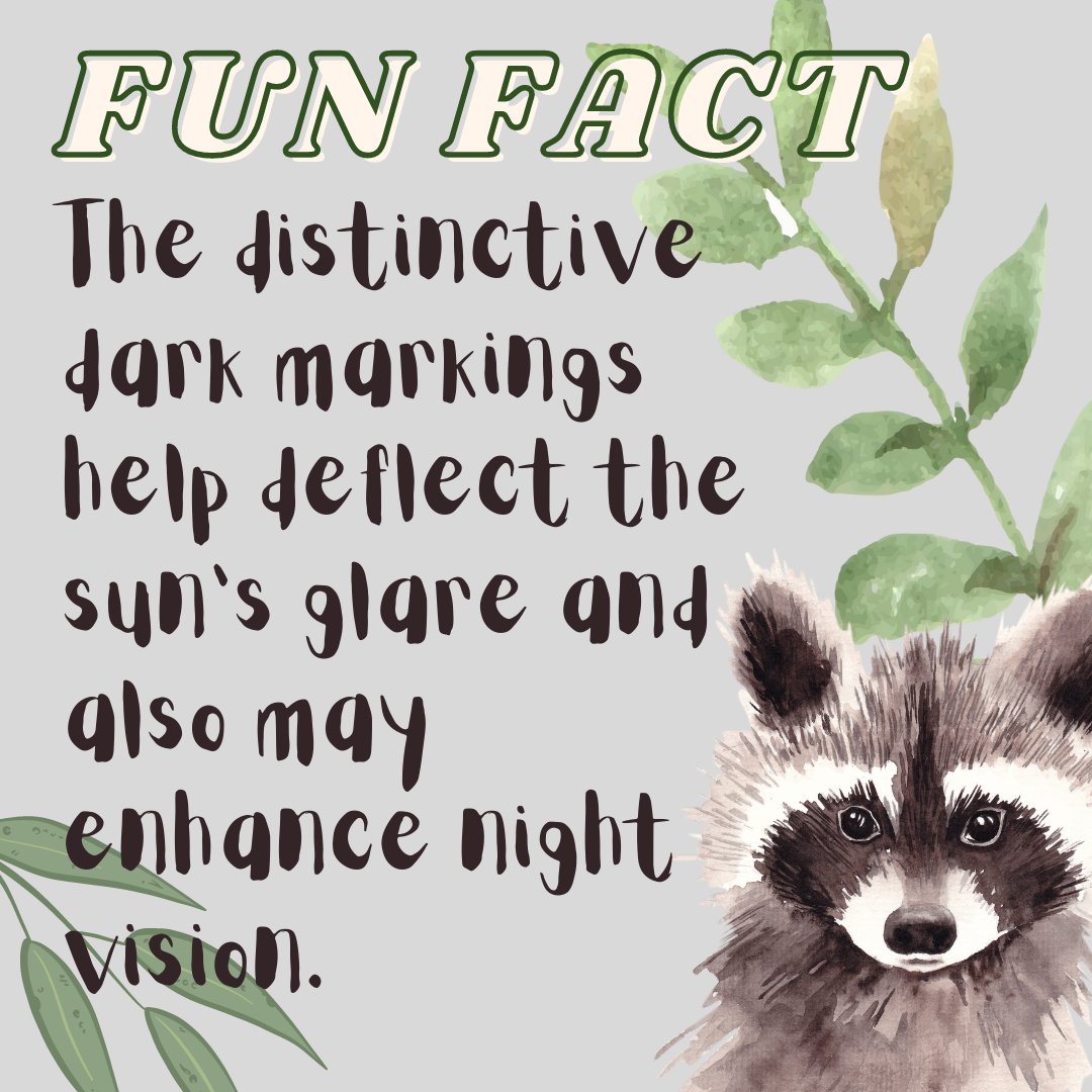 RACCOONS -

Their Masks Are Anti-Glare Devices!

Follow + RT for more!
#NFTdrops #NFTartist #NFTCommunity #NFTProject #NFTartwork #NFTCollection #NFTs #NFTdrop #NFTGiveaway #nftart