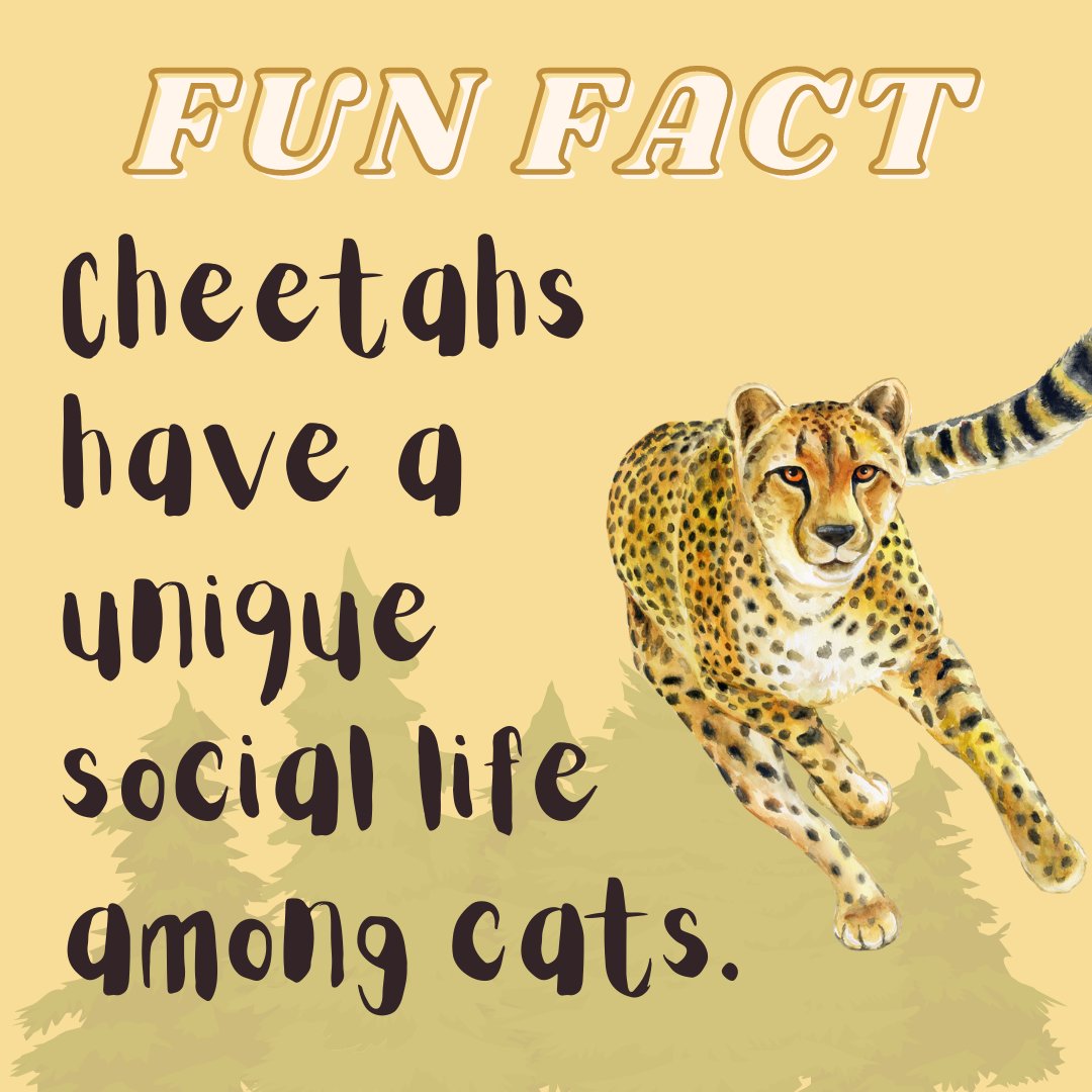 Cheetahs ~

Females are solitary, while males live together! 

Follow + RT for more!
#NFTdrops #NFTartist #NFTCommunity #NFTProject #NFTartwork #NFTCollection #NFTs #NFTdrop #NFTGiveaway #nftart