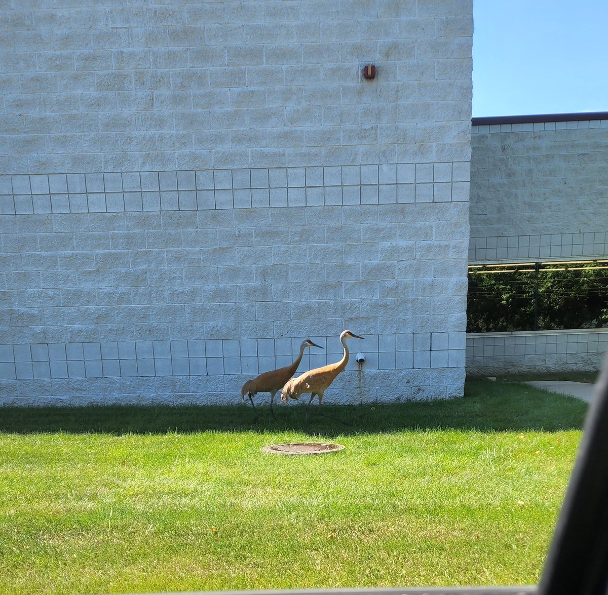 WallsCreation's tweet photo. Just out for a morning stroll. https://t.co/ktS3bp2PGn
