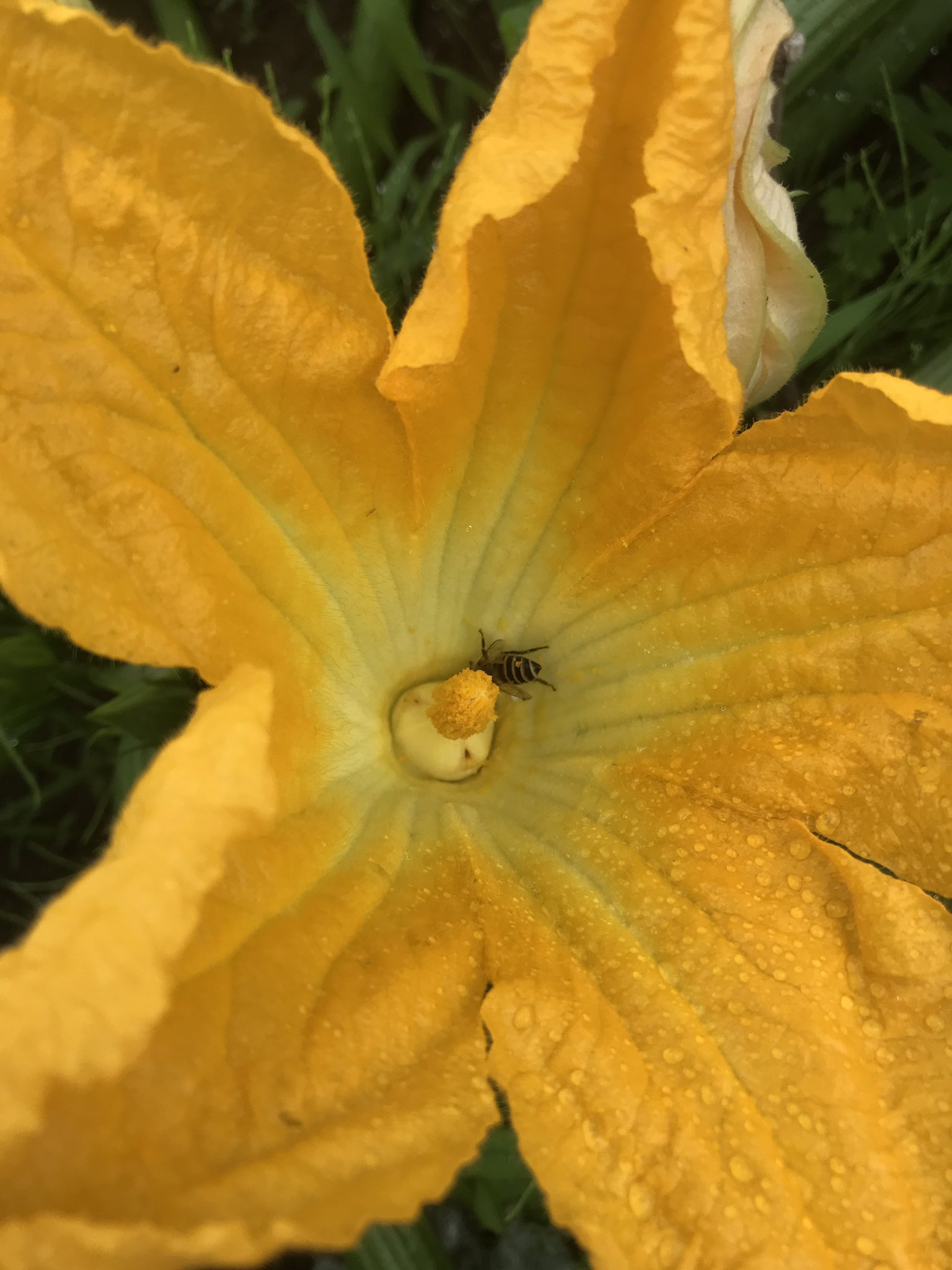 Y Fukunaga 雨の朝からお疲れ様 どっさりの花粉を ニホンミツバチも気に入ったようです T Co Qubihwshe9 Twitter