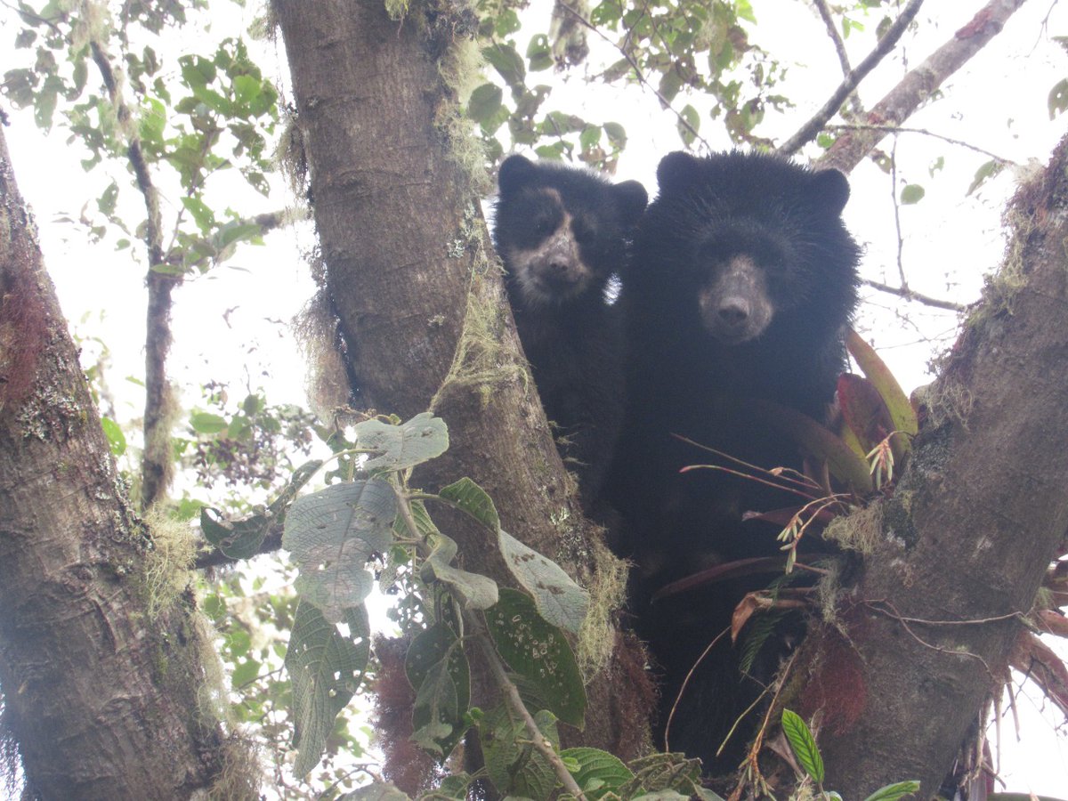 fonag's tweet photo. Mientras trabajábamos en la restauración de 10 ha en Yunguilla, unos amigos vinieron a saludar. 🐻 Varios osos de anteojos nos acompañaron curiosos desde las alturas.

Fotos: Comunidad Yunguilla https://t.co/LIvrzRxt07