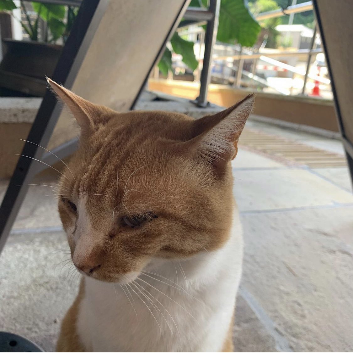 美肌の湯 こしかの温泉 Koshikanoonsen Twitter