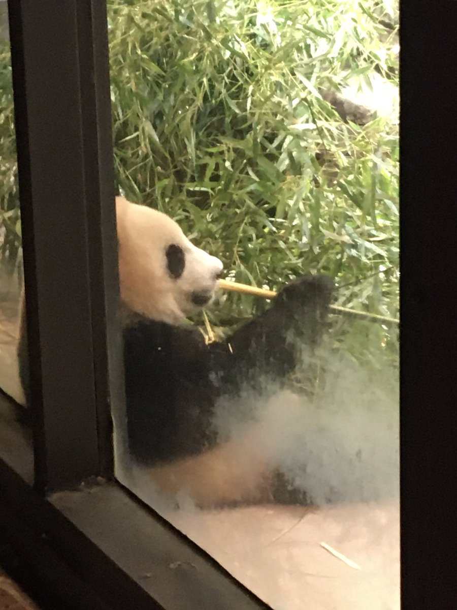 CSBaltimore (@charmcitypanda) on Twitter photo โ๏ธโ๏ธโ๏ธ๐ผ๐ผ๐ผ when XQJ <a href="/DCPandaCub4/">Xiao Qi Ji</a> looked right at me โค๏ธ and his parents.... <a href="/FamousBabiesC/">Famous Babies Club</a> <a href="/DodgerAmes/">Amy R. ๐ฌ ๐ผ ๐บ</a> @PandaChronicle @houseofcubs <a href="/pinkypanda0823/">Princess Pinky 1st of Her Name & Mother of Pandas</a> <a href="/BooBooPanduh/">BooBooPanda</a> @GAGA_and_MDNA <a href="/PookieDigi4Ever/">OddBeardieCouple</a> <a href="/kathybowler/">Kathleen Bowler</a> <a href="/MommyMei98/">Mei Xiang Tian</a> <a href="/tiantianpanda97/">Tian Tian</a> โ๏ธโ๏ธโ๏ธ๐ผ๐ผ๐ผ when XQJ <a href="/DCPandaCub4/">Xiao Qi Ji</a> looked right at me โค๏ธ and his parents.... <a href="/FamousBabiesC/">Famous Babies Club</a> <a href="/DodgerAmes/">Amy R. ๐ฌ ๐ผ ๐บ</a> @PandaChronicle @houseofcubs <a href="/pinkypanda0823/">Princess Pinky 1st of Her Name & Mother of Pandas</a> <a href="/BooBooPanduh/">BooBooPanda</a> @GAGA_and_MDNA <a href="/PookieDigi4Ever/">OddBeardieCouple</a> <a href="/kathybowler/">Kathleen Bowler</a> <a href="/MommyMei98/">Mei Xiang Tian</a> <a href="/tiantianpanda97/">Tian Tian</a>