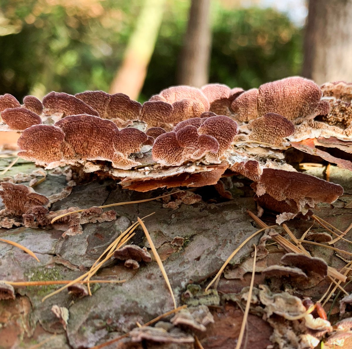 PLOSGenetics's tweet photo. New #fungi research:

Peris et al suggest Trichaptum mating loci diversity is maintained by long-term balancing selection

🔎: https://t.co/tTDu7vrme1
@DPerisN @FungiaLab @inesusanne @DrHyfe @IngerSkrede @biovitenskap @CEESUiO #evolution #genetics #genomics
📷 Dabao Sun Lu https://t.co/Bkq3hYKDeG