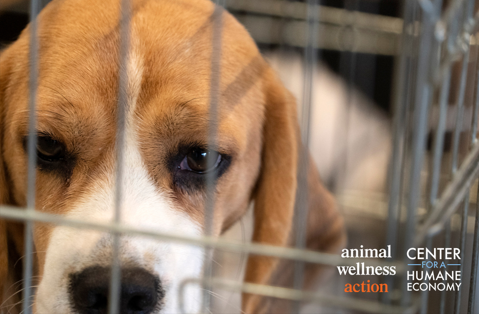 TheHumaneCenter's tweet image. Another pivotal day for animals--and people--as work to modernize the FDA continues. Depression-era animal-experiments are on the way out, better testing and better drugs are on the way in. #fdamodernization bit.ly/3aZlknm