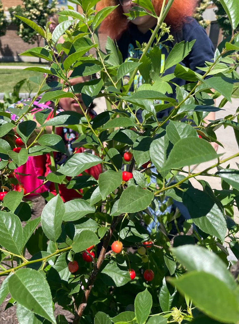 Eve Tulbert 🌍 (@eve_tulbert) on Twitter photo @CitizenMurphy <a href="/rcsdsch17/">Enrico Fermi School No. 17</a> Yes! Thank you for educating us all about the plants and trees right around us, Fermi Students! I appreciated your insightful questions and ideas. You are the future of <a href="/CityRochesterNY/">City of Rochester NY</a>...Today!! (And Fermi's garden is...amazing!!!) @CitizenMurphy <a href="/rcsdsch17/">Enrico Fermi School No. 17</a> Yes! Thank you for educating us all about the plants and trees right around us, Fermi Students! I appreciated your insightful questions and ideas. You are the future of <a href="/CityRochesterNY/">City of Rochester NY</a>...Today!! (And Fermi's garden is...amazing!!!)