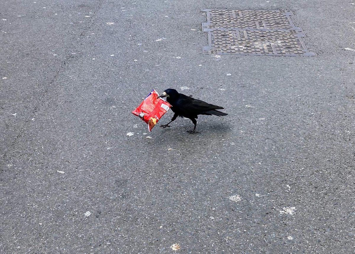 GalwayWalks's tweet photo. In six words or fewer write a caption for this crispy collage!
#sixwordstory #rooke #crow #Tayto #crisps #Galway #Ireland https://t.co/EEReDmsZeY