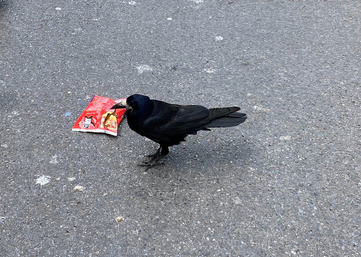 GalwayWalks's tweet photo. In six words or fewer write a caption for this crispy collage!
#sixwordstory #rooke #crow #Tayto #crisps #Galway #Ireland https://t.co/EEReDmsZeY