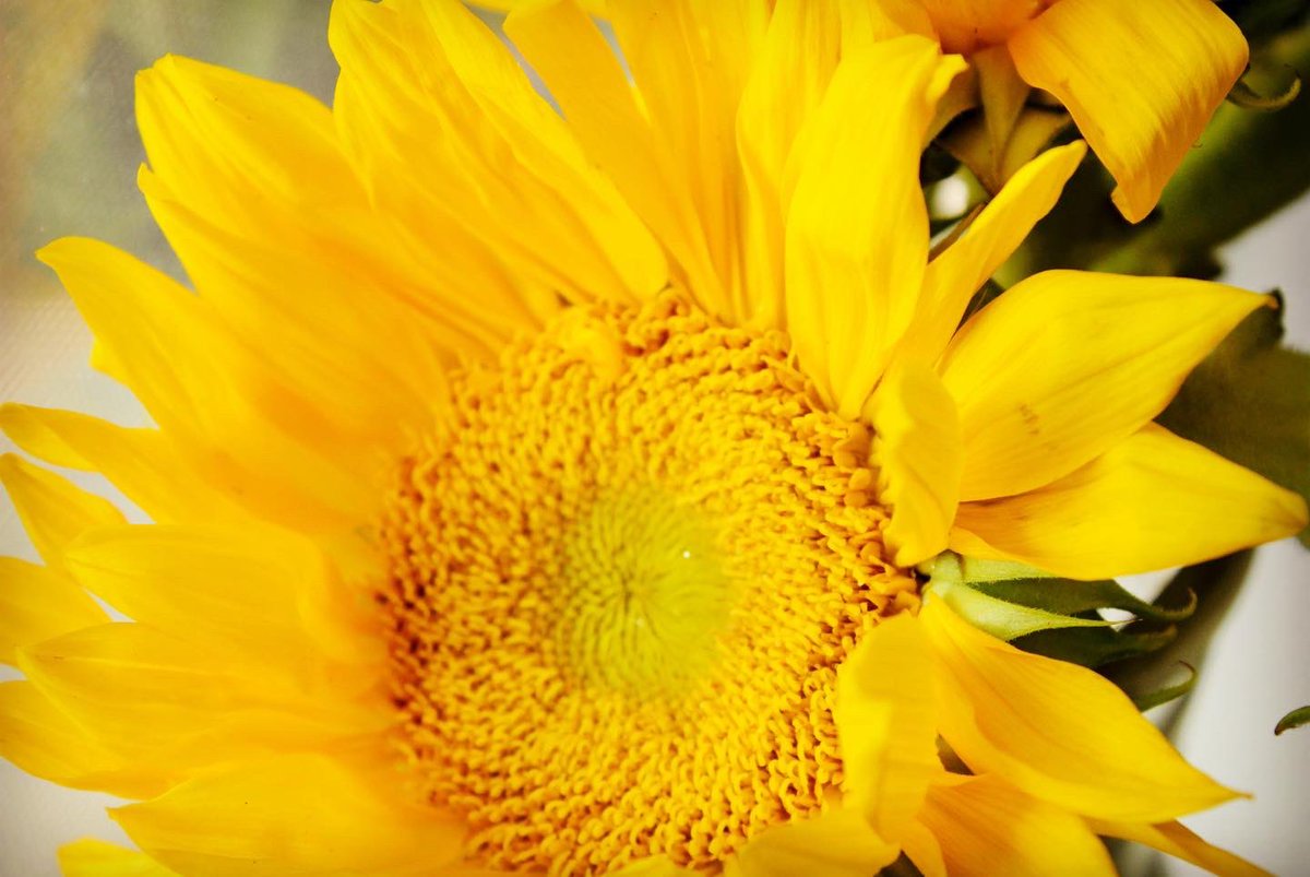 DanielleKay89's tweet photo. Sunflower photography… this time went with yellow center sunflowers 🌻 

#canonphotography 
#sunflowerphotography https://t.co/TDfonlh5Wc